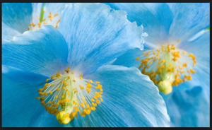 bluepoppy