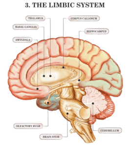 limbic